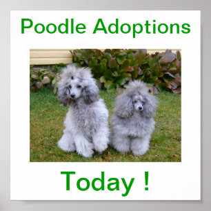Poster Jouet Miniature Poodle Adoptions Chien Aujourd'hui