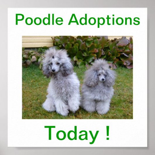 Poster Jouet Miniature Poodle Adoptions Chien Aujourd'hui (Devant)