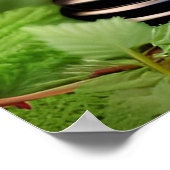 Poster Joueur de l'ours noir (Coin)