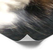 Poster Joueur Kitty (Coin)