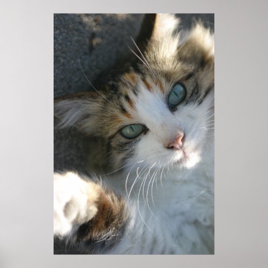Poster Joueur Kitty (Devant)