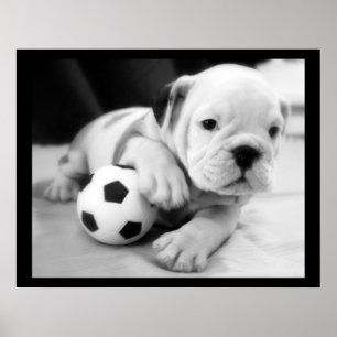 Poster "Jouons au football" English Bulldog