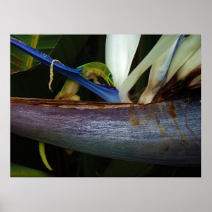 Poster Jour de poussière d'or Gecko à Flower