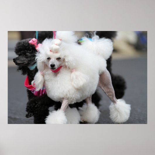 Poster Jour des canicules 2010 #6 (Devant)