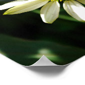 Poster Jour d'été de la marguerite (Coin)