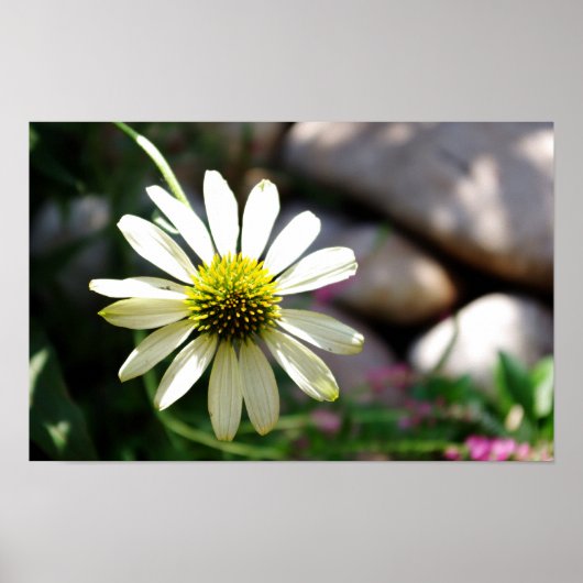 Poster Jour d'été de la marguerite (Devant)