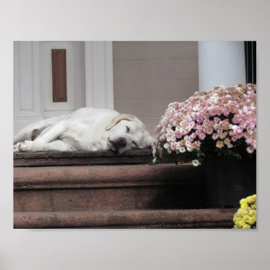 Poster Jour du chien après-midi (Devant)