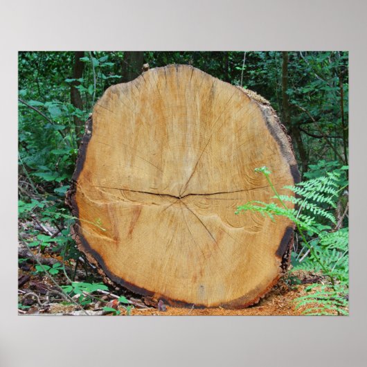 Poster Journal scié dans une forêt (Devant)