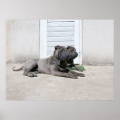 Poster Jours de chiens d'été.... (Devant)