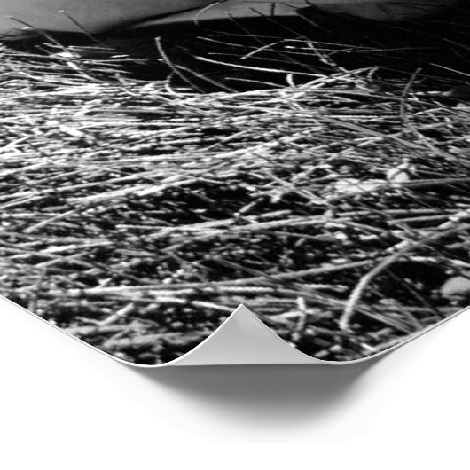 Poster Jours d'été (Coin)