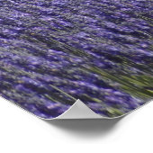 Poster Jours Lavender (Coin)