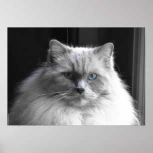 Poster Jours Lents,