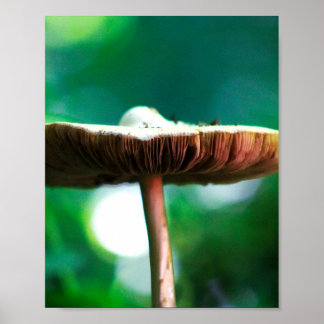 Poster Joyau de la forêt