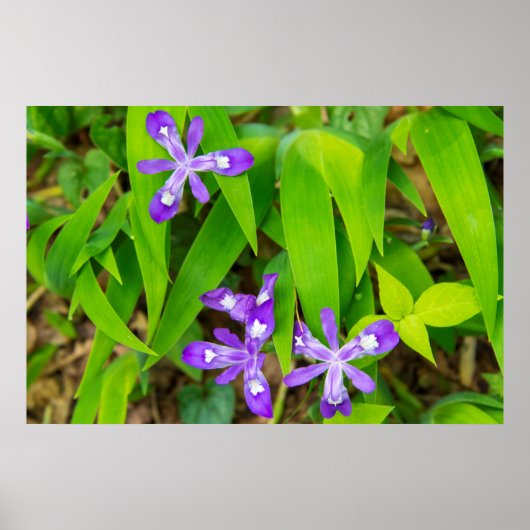 Poster Joyce Kilmer-Slickrock Wilderness 2 (Devant)