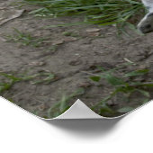 Poster Joyeuse Dogo Argentino (Coin)