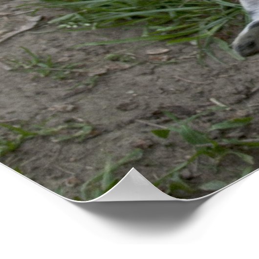 Poster Joyeuse Dogo Argentino (Coin)