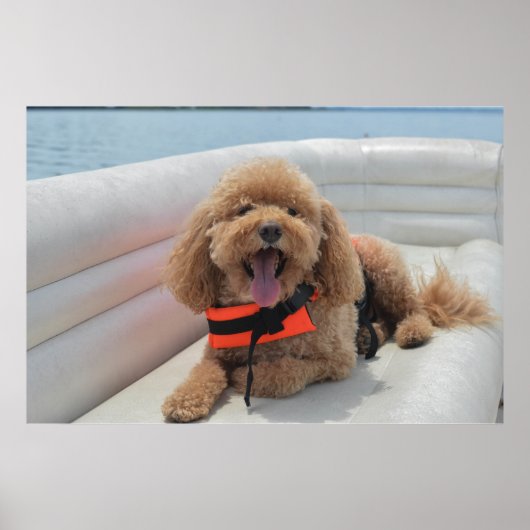 Poster Joyeux Cockapoo Dog Sur Pontoon Boat Sourit (Devant)