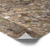 Poster Joyeux écureuil terrestre (Coin)