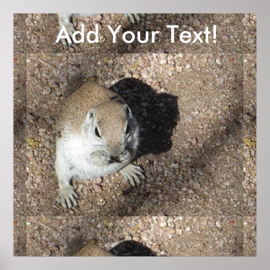 Poster Joyeux écureuil terrestre (Devant)