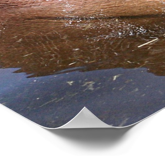 Poster Joyeux hippo (Coin)