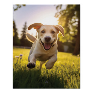 Poster Joyeux Labrador Puppy Running