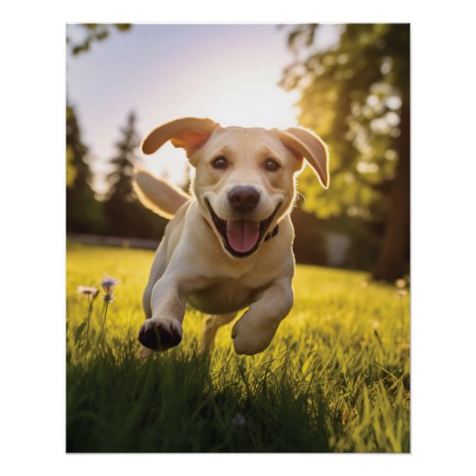 Poster Joyeux Labrador Puppy Running (Devant)