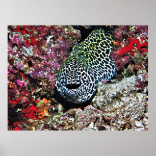 Poster Joyeux Moray