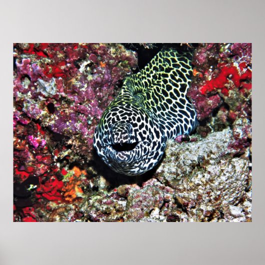 Poster Joyeux Moray (Devant)