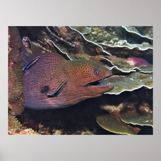 Poster Joyeux nettoyage de Moray (Devant)