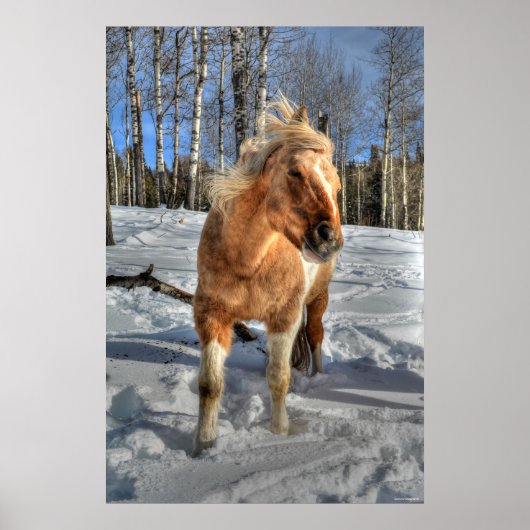 Poster Joyeux Palomino Pinto Horse et neige (Devant)