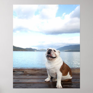 Poster joyeux taureau assis sur le pont près du lac