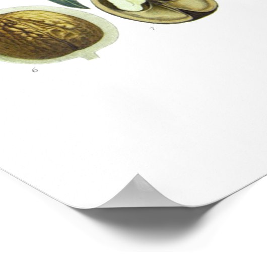 Poster Juglans regia (noyer) (Coin)