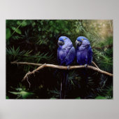 Poster Jumeaux (Devant)