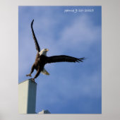 Poster Jumping Eagle (Devant)