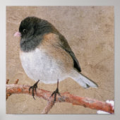 Poster Junco (Devant)
