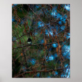 Poster Junco (Devant)