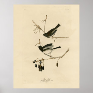 Poster Junco aux yeux sombres - Audubon's Birds of Americ