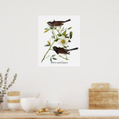 Poster Junco aux yeux sombres - John James Audubon (Cuisine)