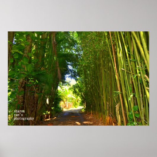 Poster Jungle (Devant)