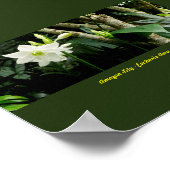 Poster Jungle Amazonie Lily - Eucharis Amazonica (Coin)