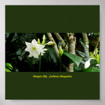 Jungle Amazonie Lily - Eucharis Amazonica