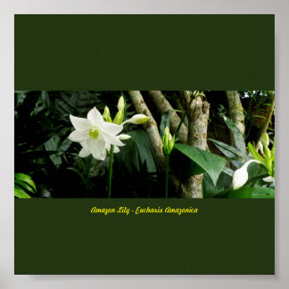Poster Jungle Amazonie Lily - Eucharis Amazonica
