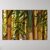 Poster Jungle de Bambou (Devant)