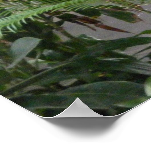 Poster Jungle Duck (Coin)