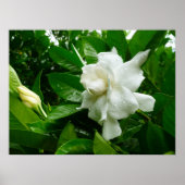 Poster Jungle Gardenia (Devant)