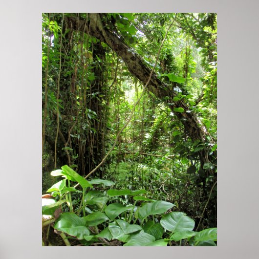 Poster Jungle hawaïenne (Devant)