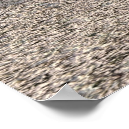 Poster Jungle Jamie (Coin)