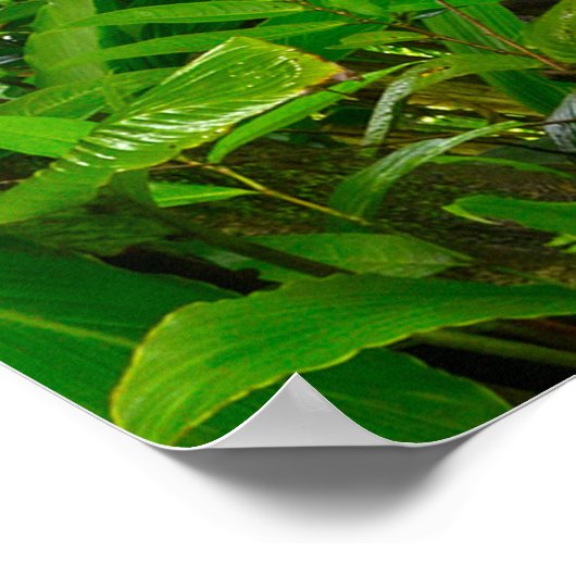 Poster jungle népalaise avec rivière, forêt, sol, rivière (Coin)