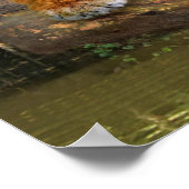 POSTER JUNGLE TIGER (Coin)