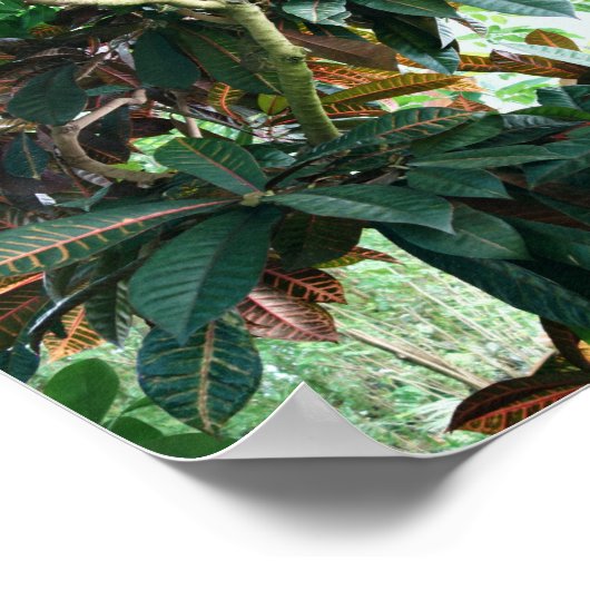 Poster Jungle tropicale verte (Coin)